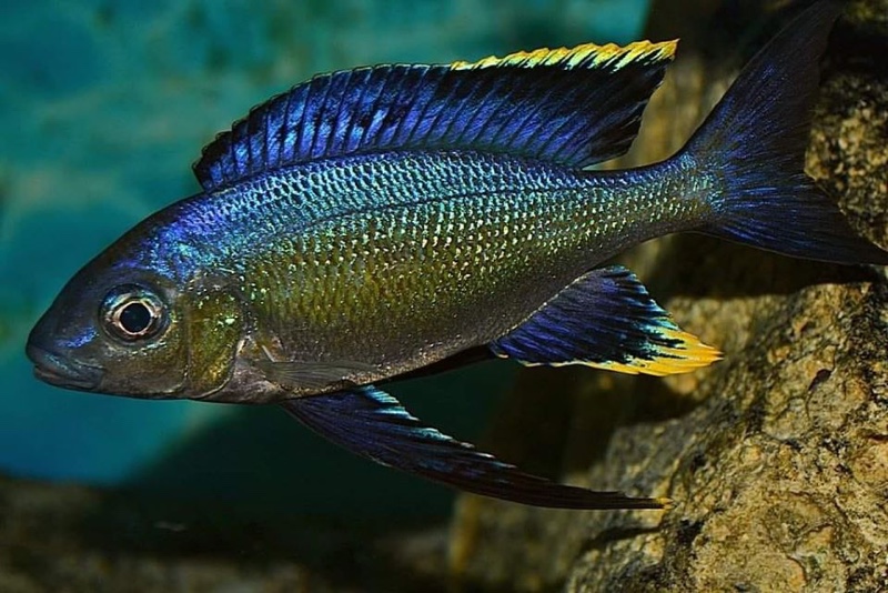 Cyathopharynx sp. 'furcifer north' Magara